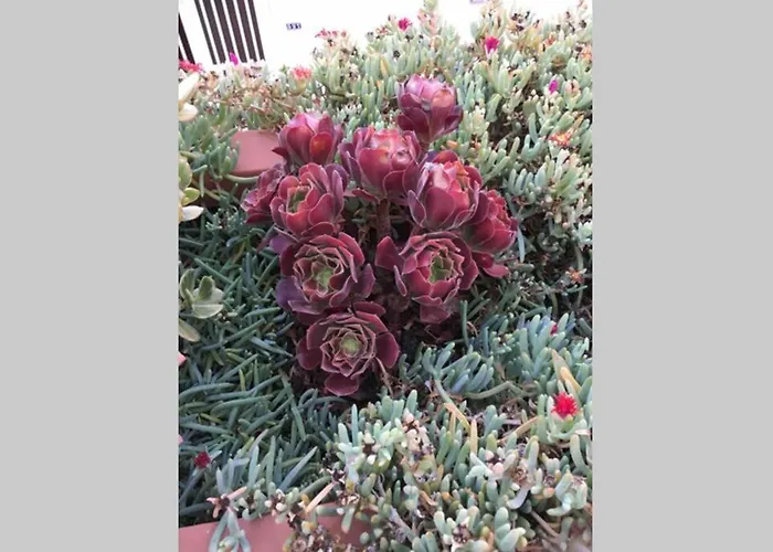 Perfect Flat For Your At South Tenerife 公寓 阿罗纳